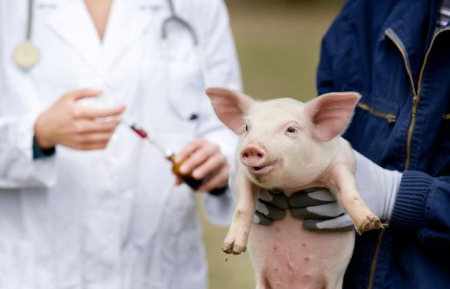 研究人员开发猪用冠状病毒疫苗，发现与人类冠状病毒有很多相似之处