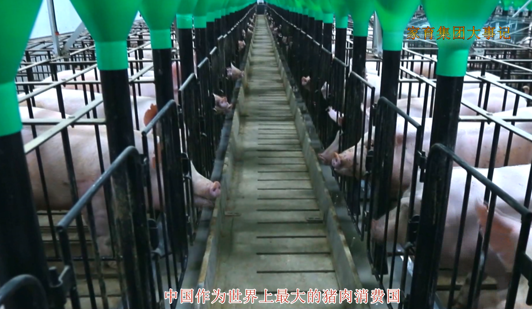 保障食品安全，从源头做起！家育种猪集团是如何成为中国健康肉的推动者？