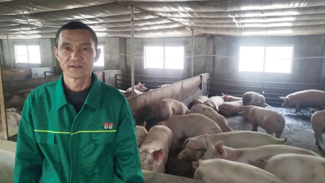 双胞胎10年养猪户心得：养猪无捷径，秘诀唯“用心”