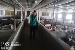 双胞胎10年养猪户心得：养猪无捷径，秘诀唯“用心”