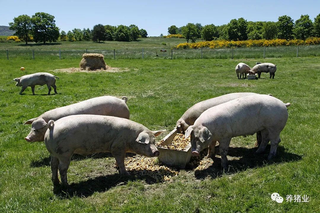 西班牙的养猪合作社是如何运营生产的？如何保障整个合作社的生物安全水平？