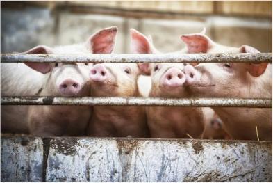广西禁止外省生猪调入，种猪、仔猪及符合条件的生猪除外！