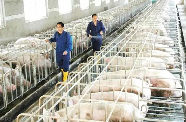 猪企养猪亏损被迫卖饲料厂应战？今年散户的优势会大于集团猪场吗？