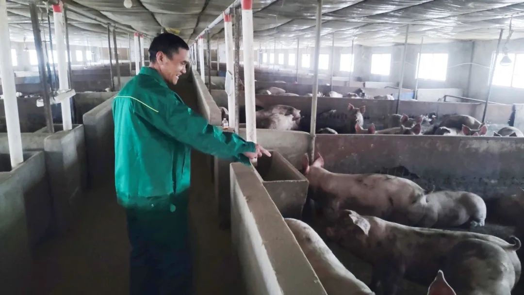 双胞胎10年养猪户心得：养猪无捷径，秘诀唯“用心”