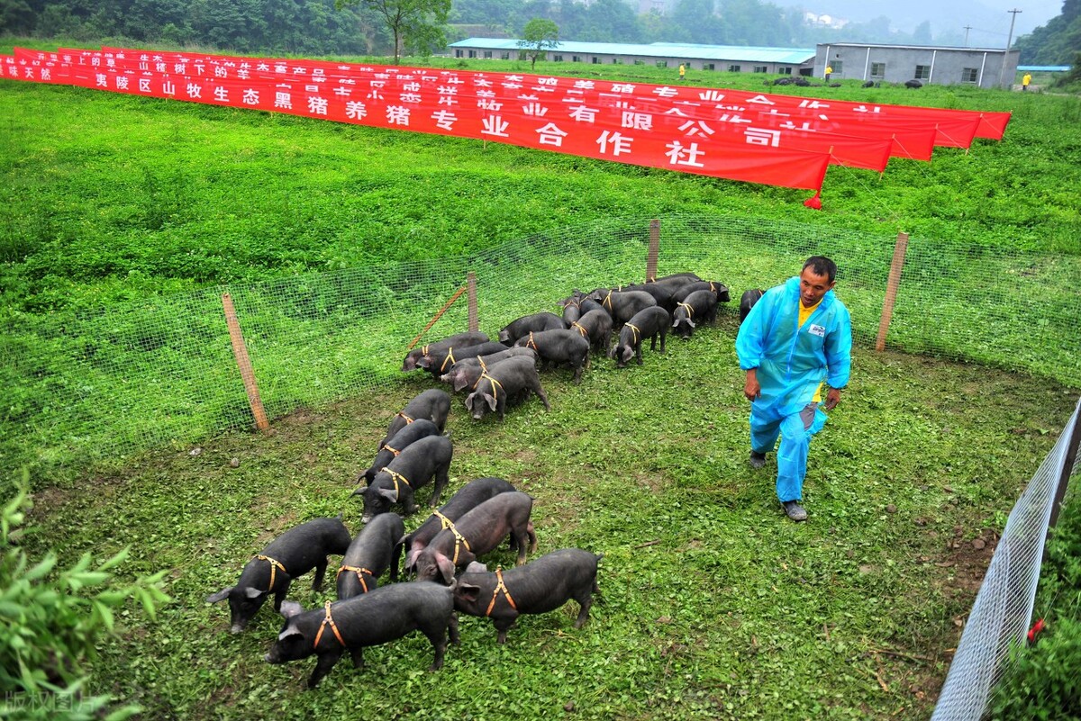 猪肉困境反转？新希望、牧原股份、温氏股份、大北农，谁是龙头