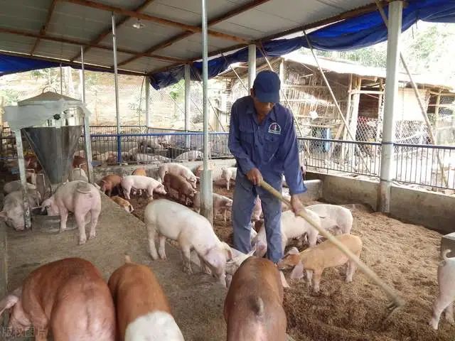 猪企养猪亏损被迫卖饲料厂应战？今年散户的优势会大于集团猪场吗？