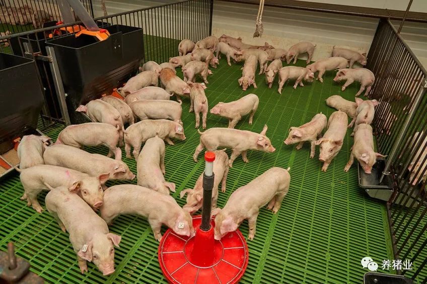 西班牙的养猪合作社是如何运营生产的？如何保障整个合作社的生物安全水平？