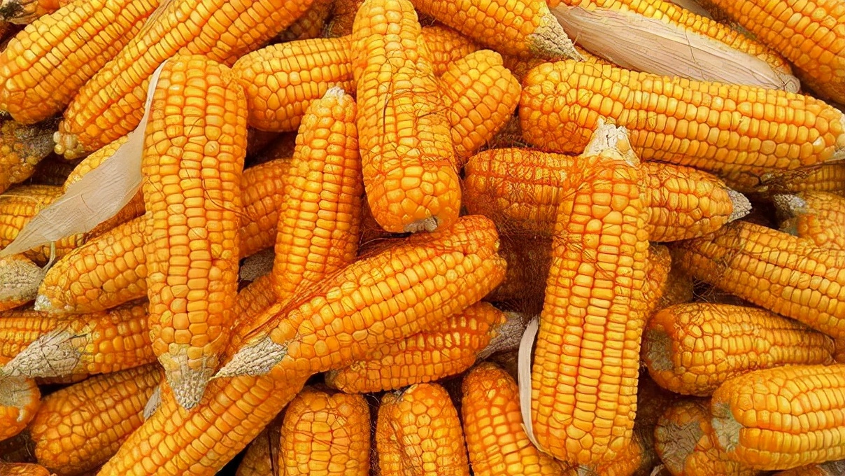 乌克兰进口玉米已交货！我国玉米自给超95%！谁在炒作玉米涨价？