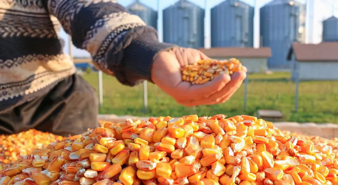 乌克兰进口玉米已交货！我国玉米自给超95%！谁在炒作玉米涨价？