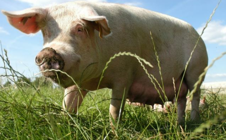 种植牧草饲养猪有哪些好处？该如何饲喂让养猪更高效？