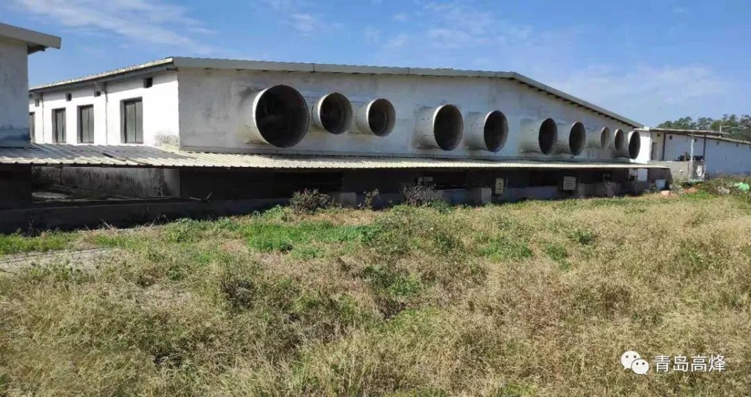 青岛高烽除臭方案落地广东，一起来看看猪场改造前与改造后有哪些变化？
