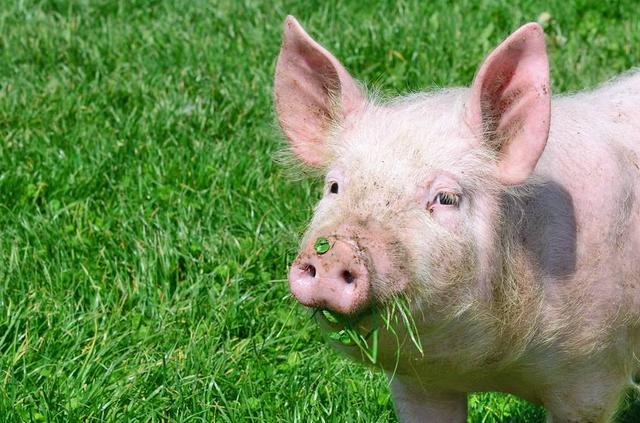 猪病毒性腹泻、猪繁殖与呼吸障碍综合征的防治策略