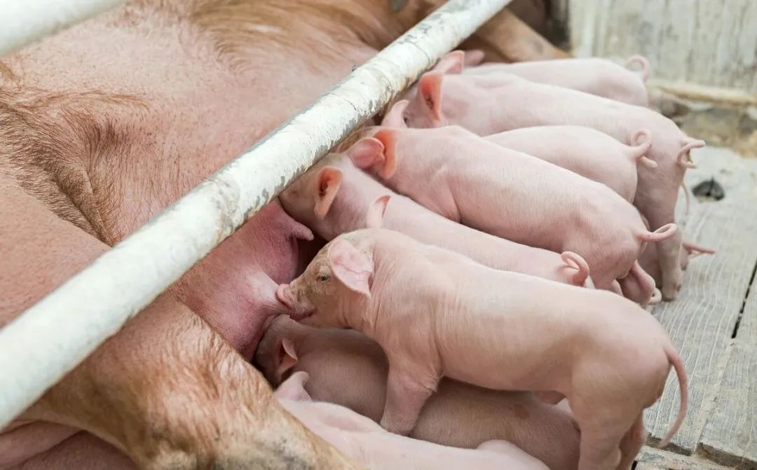 母猪产前有何征兆？“三看一挤”方法看懂何时产仔！