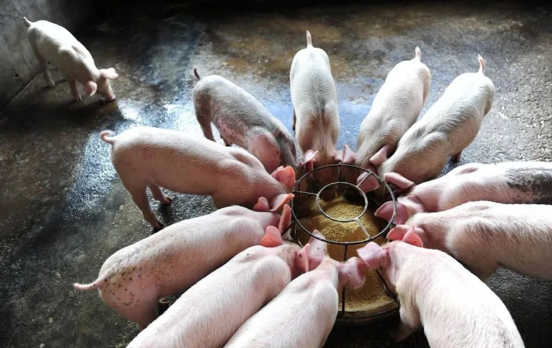 猪不吃食怎么解决？了解3种原因对症下药！