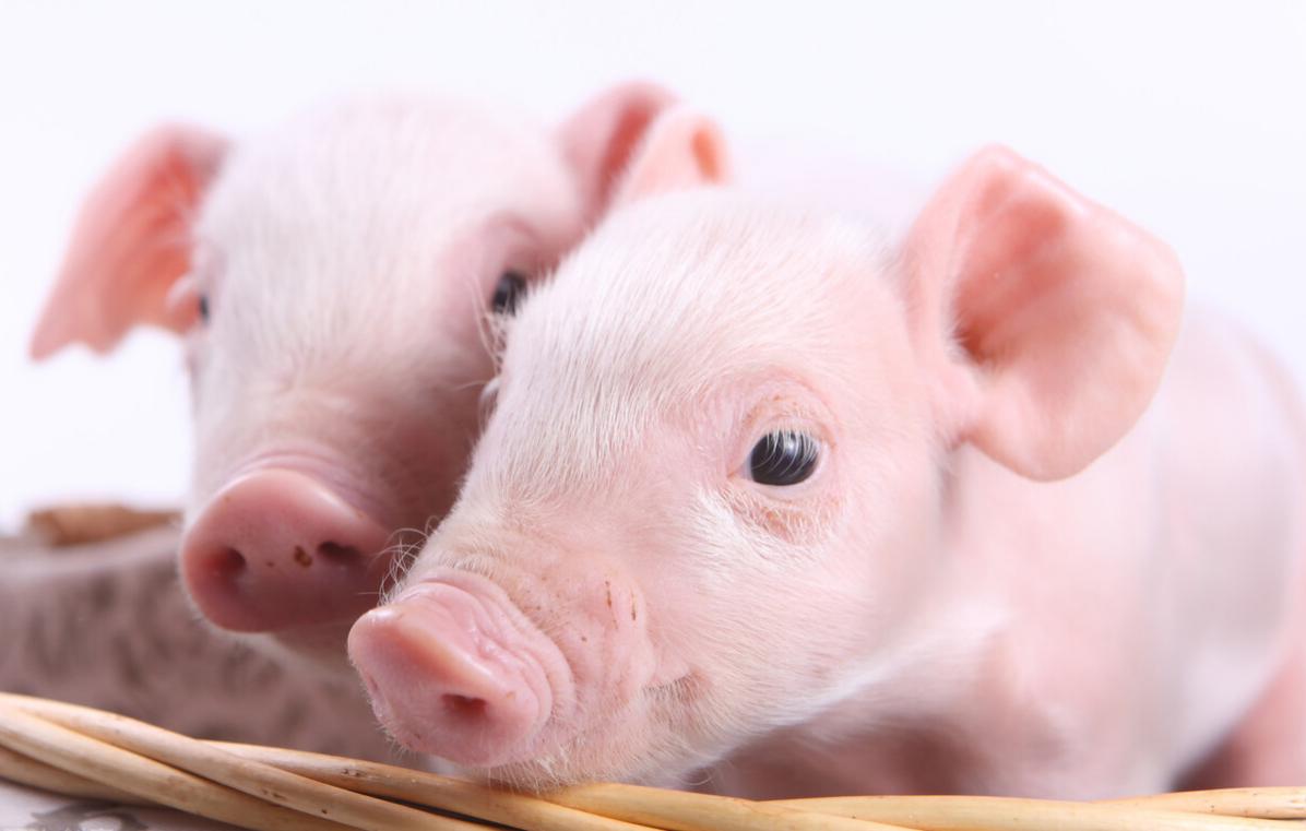2022年03月06日全国各省市20公斤仔猪价格行情报价，仔猪成本低，猪企开始抄底仔猪