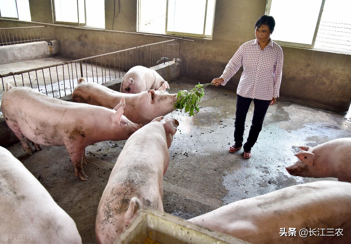 猪价的稳定是取决于规模猪场的产能调节吗？