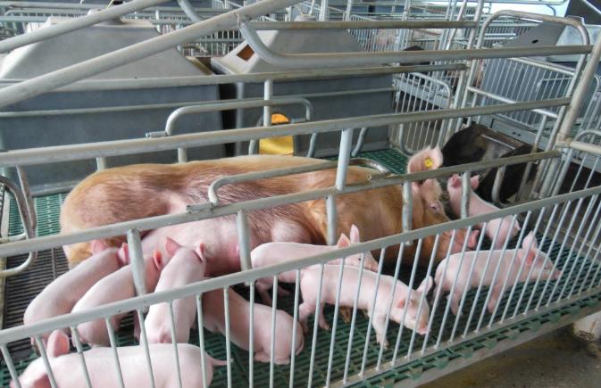 秦州：“3+”模式壮大生猪养殖产业
