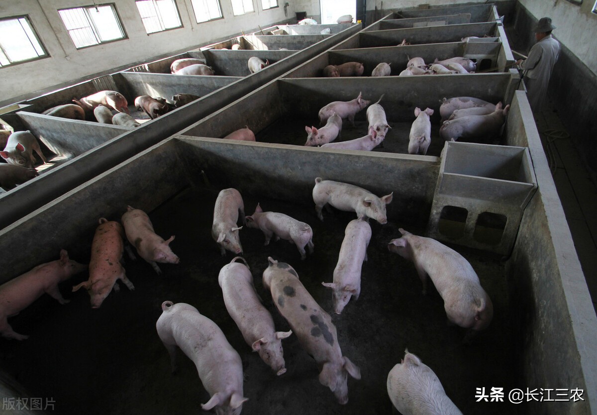 猪价稳定了，但规模化养殖场还是要起到市场调节作用