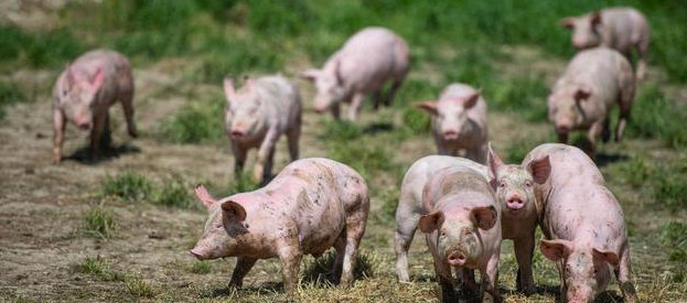 堆肥法处理PEDV感染猪只尸体的有效性