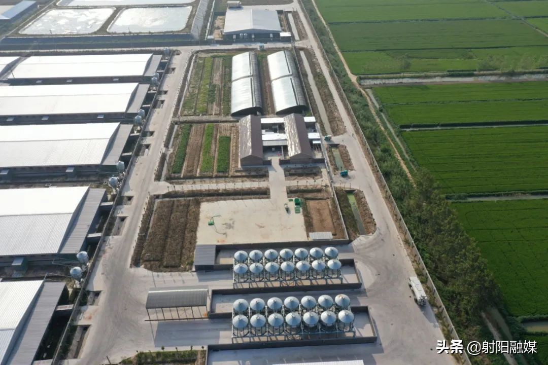 江苏射阳：六家养殖企业入选2022年第一批国家生猪产能调控基地
