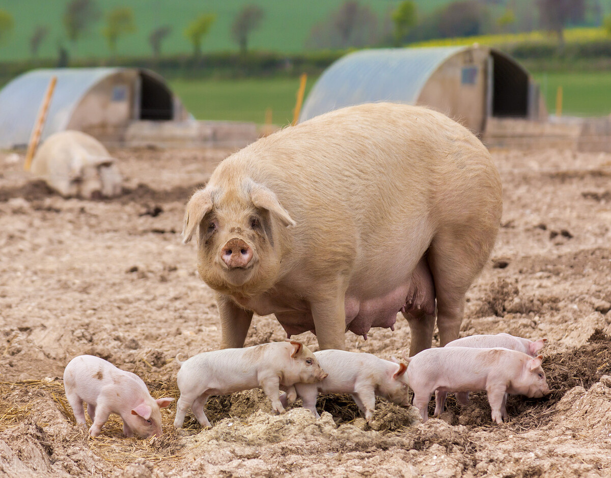 母猪死亡率接近13%，一头死亡母猪的成本是多少？