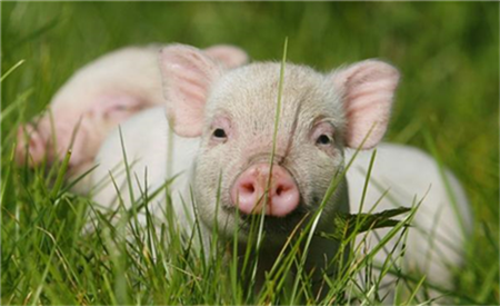 2022年03月08日全国各省市20公斤仔猪价格行情报价，仔猪现在能抄底？最佳时机是何时？