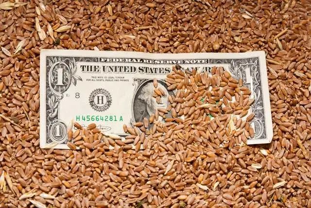粮价、猪价预警升级!后续玉米价格走势又会有什么变化？