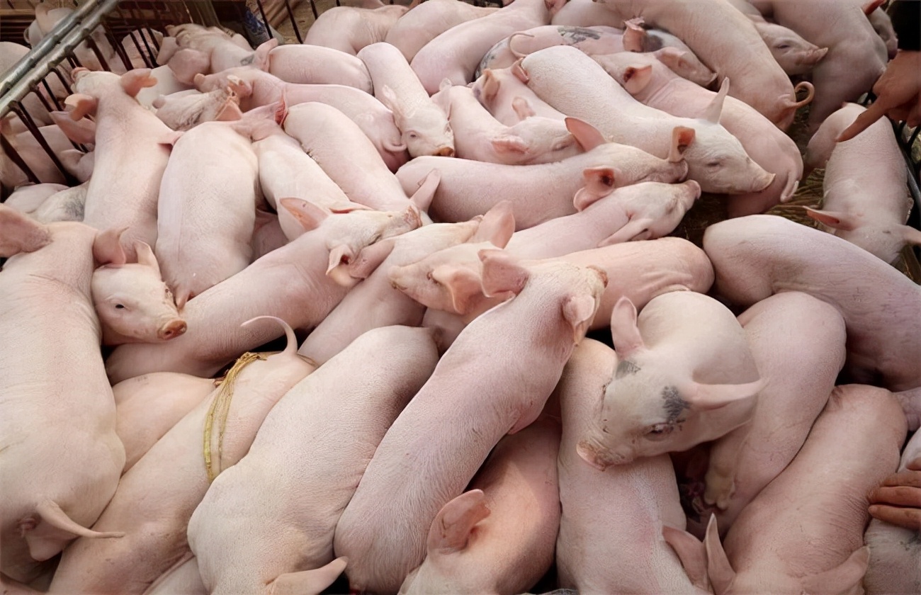 3月9日仔猪价格：大猪企仔猪销量大增，为何仔猪价格依旧颓势？