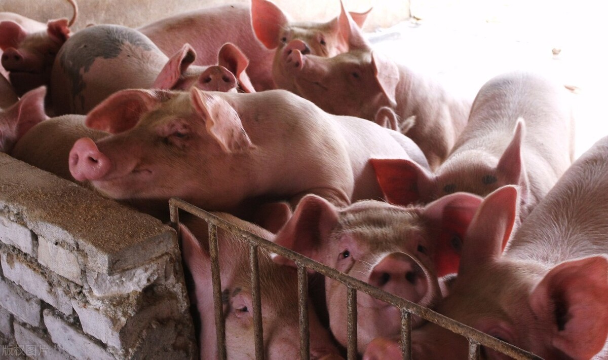 国家启动年内第二批猪肉收储，能否带动猪价上涨？