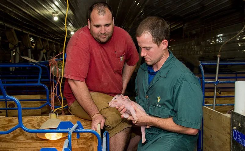 批次化生产在美国猪场是怎么展开工作的？