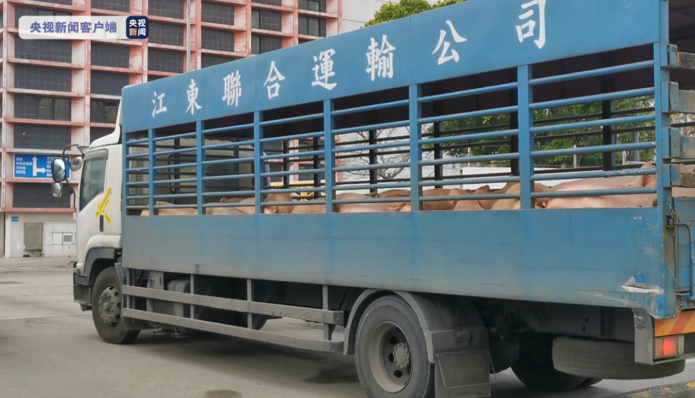香港上水屠房全面恢复服务，猪肉供应恢复正常水平