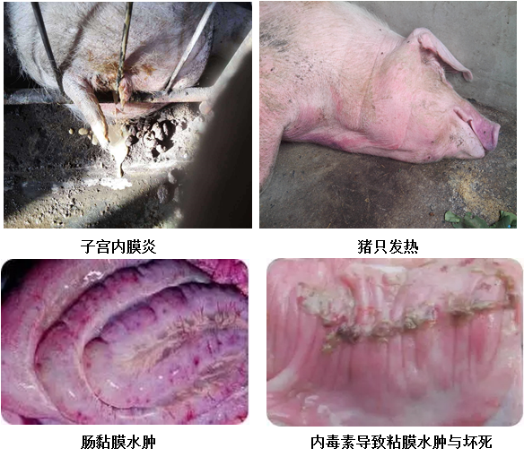猪场效益的“隐藏杀手”——细菌内毒素
