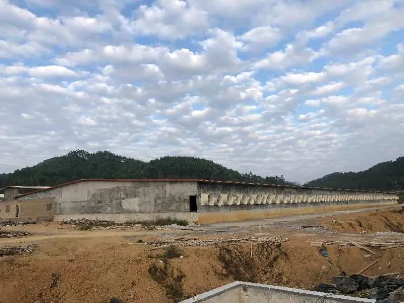 扬翔股份