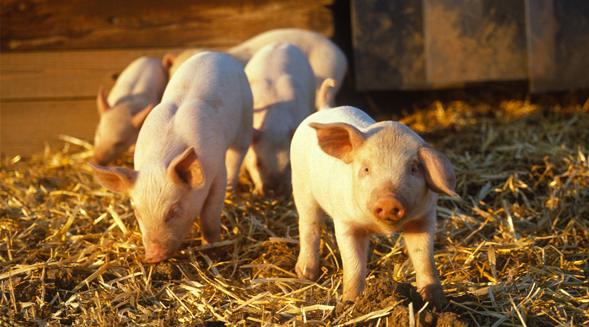 2022年猪价短、中、长期怎么走？看看这些关注点！