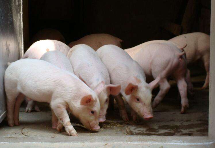 育肥猪的液态饲料卫生和液态饲料发酵情况的重要性