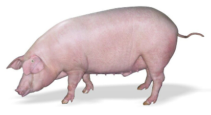 2022年03月13日全国各省市种猪价格报价表，猪价又迎来下跌，种猪市场价格持续底部徘徊