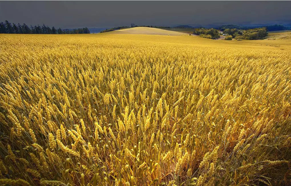 国际局势影响，小麦价格大涨！全球粮食危机或将被引爆？