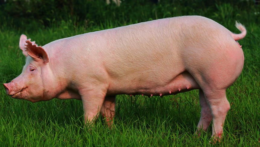 2022年03月14日全国各省市种猪价格报价表，山东一头二元母猪才1000元一头，价格地域化明显