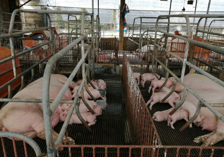 广州市：稳定母猪生产,能繁母猪每头可补助300元