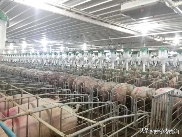 养猪人：二月份饲料销量下降70%，看看下半年的猪价情况