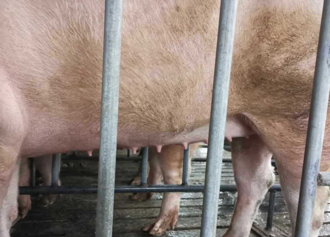 后备母猪怀孕乳头变化图片