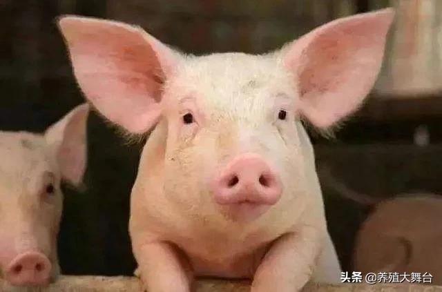 养猪人：二月份饲料销量下降70%，看看下半年的猪价情况