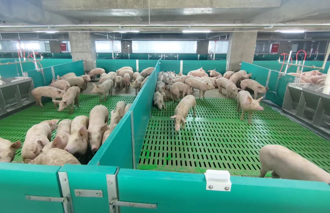 投产！天兆第4个楼房猪场迎来了期待已久的第一批“住户”