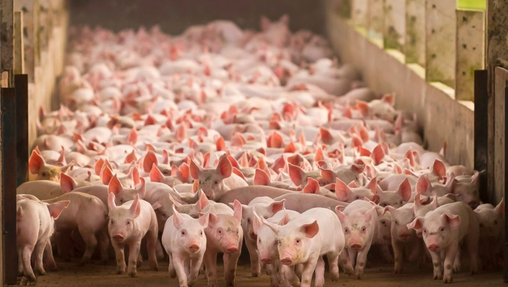 中国部分省份经典猪瘟血清阳性率调查，以及其在非瘟爆发前后的变化