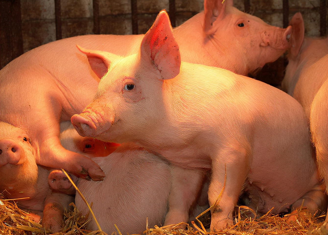 二月份饲料销量下降70%，下半年的猪价情况会好转吗？