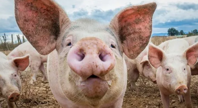 2022年下半年猪价看涨情绪飙升，到时候真的会涨吗？