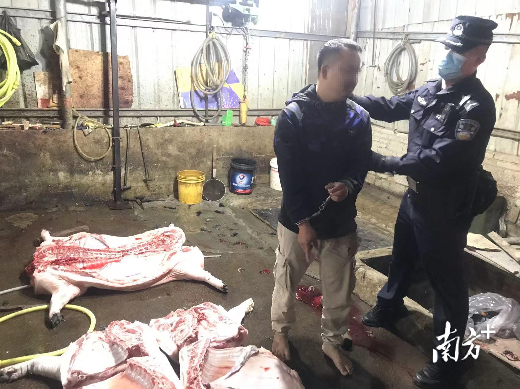 广东霞山：警方打掉3个私宰生猪非法经营窝点，涉案金额超千万！