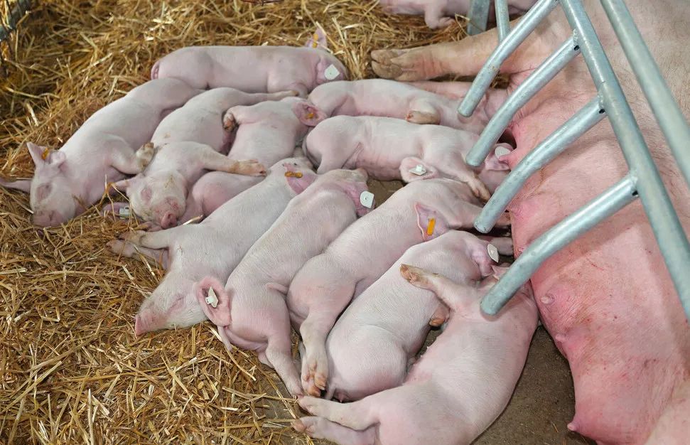 高产母猪所产仔猪平均体重低于一般母猪所生的仔猪