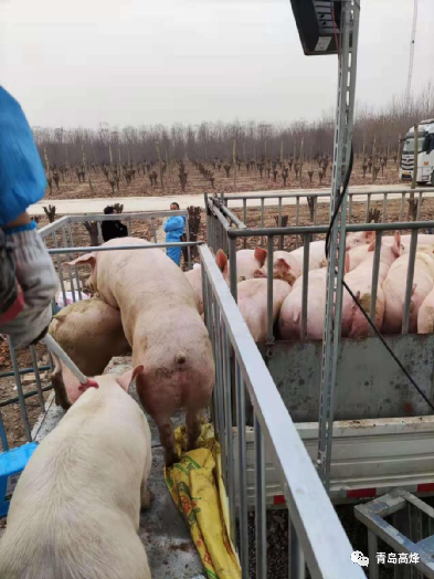 靶向通风实验猪舍生产数据报告（一）