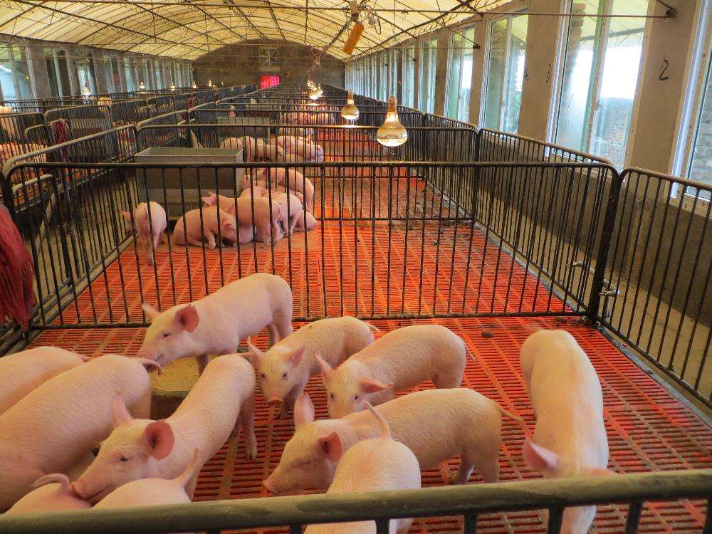 四川生猪产能强势恢复，2022年出栏或再居榜首！